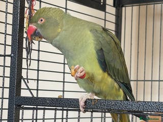 Ringnecks birds female 1 year old indian ringneck with cage - Advert 4