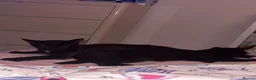 Mixed Breed cats for sale: 6 black and black white kittens - Advert 2