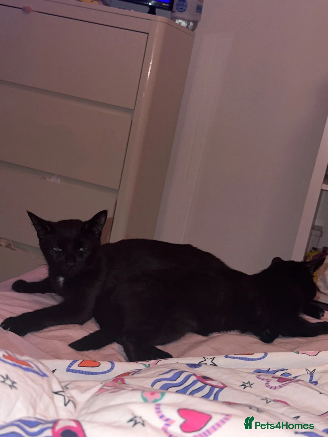 Mixed Breed cats for sale: 6 black and black white kittens - Advert 2