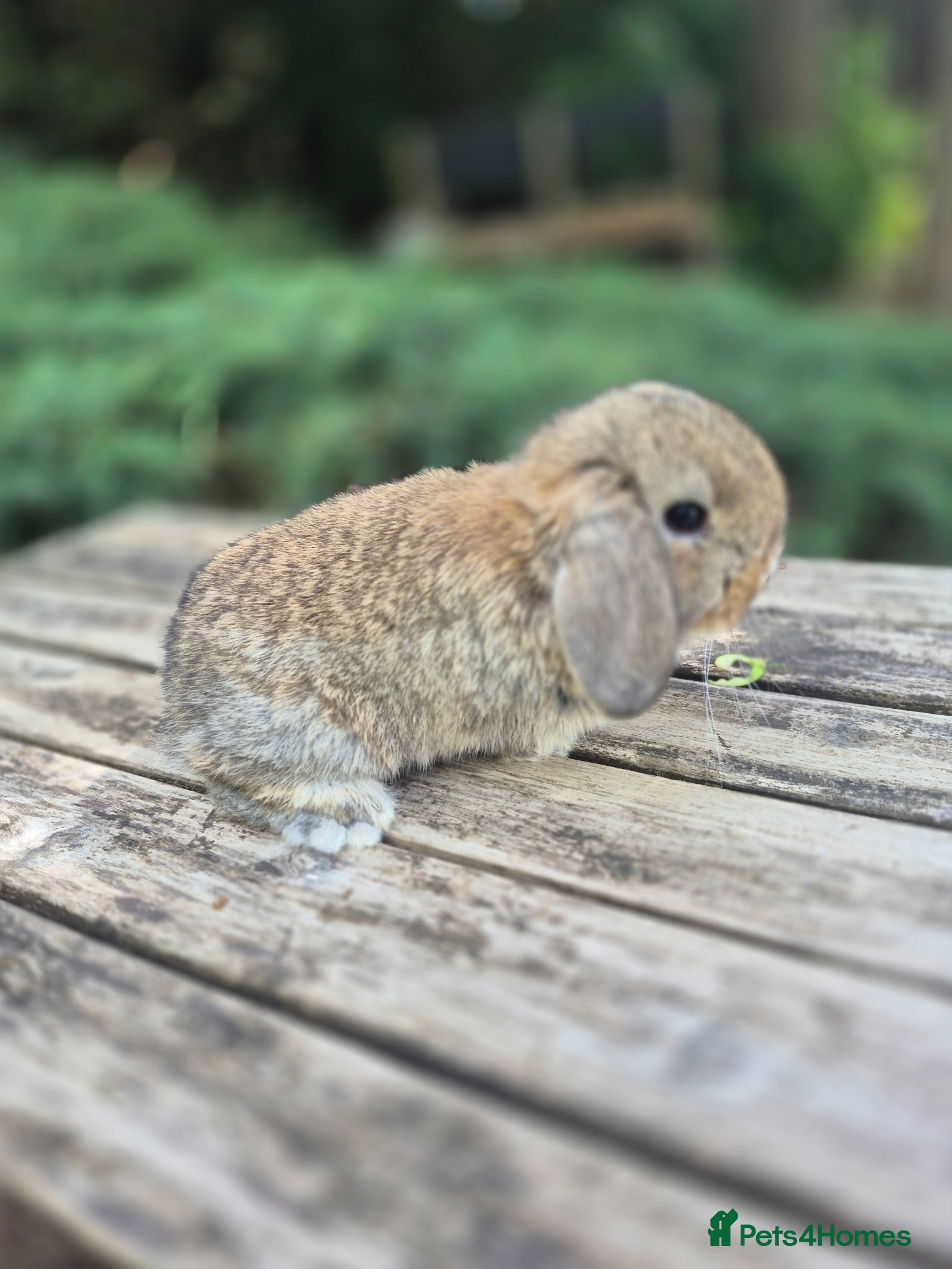 Mini Lop rabbits for sale: Mini lop babies - Advert 4