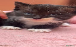 Mixed Breed cats for sale: Adorable ginger and black&white kittens  - Image 12