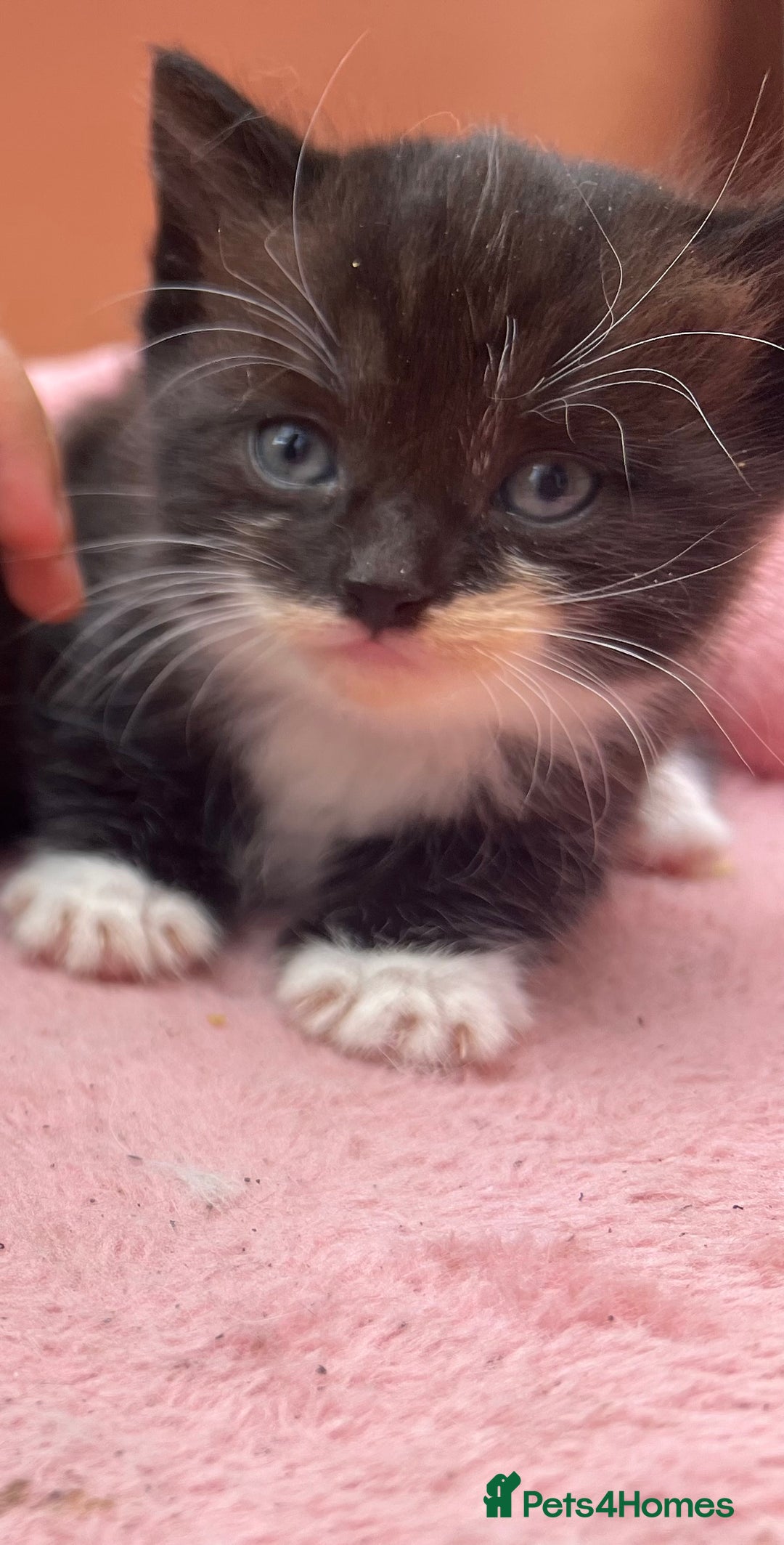 Mixed Breed cats for sale: Adorable ginger and black&white kittens  - Image 12