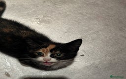 British Shorthair cats for sale: Rehoming a lovely tortie kitten - Image 1