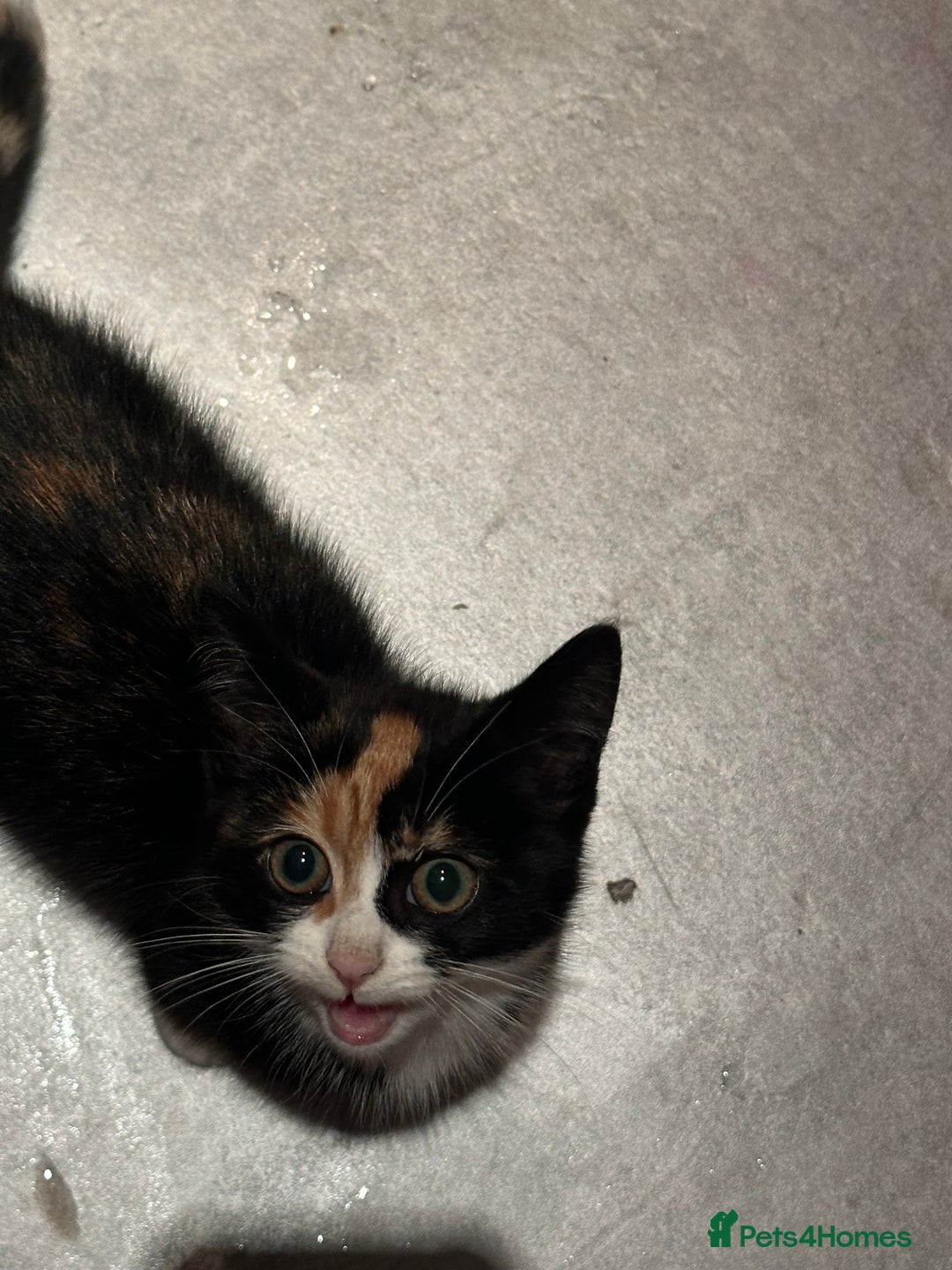 British Shorthair cats for sale: Rehoming a lovely tortie kitten - Image 1