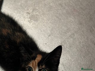 British Shorthair cats - Advert 15