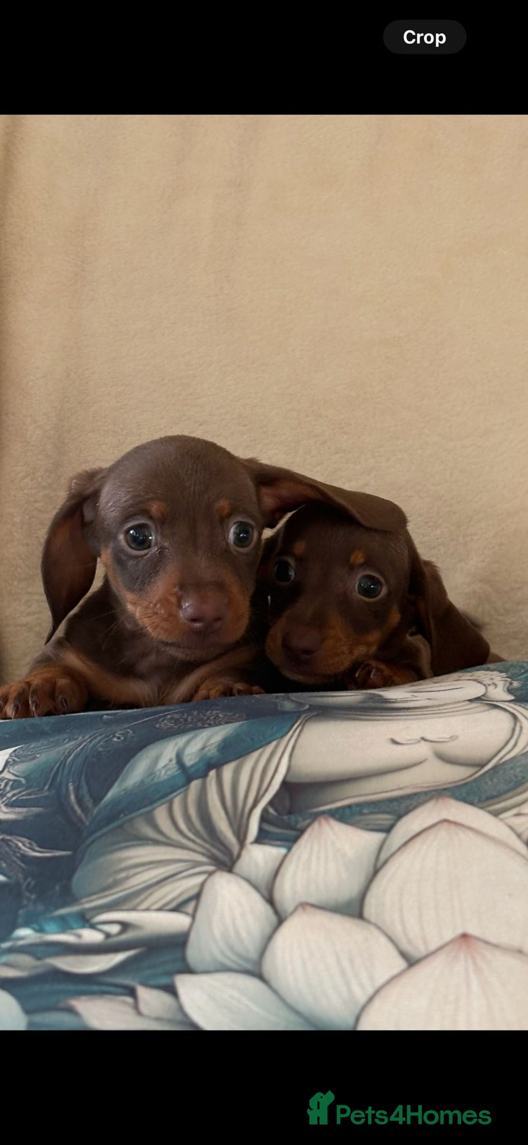 Miniature Dachshund dogs for sale: 5 Gorgeous chocolate and tan miniature dachshunds - Image 3