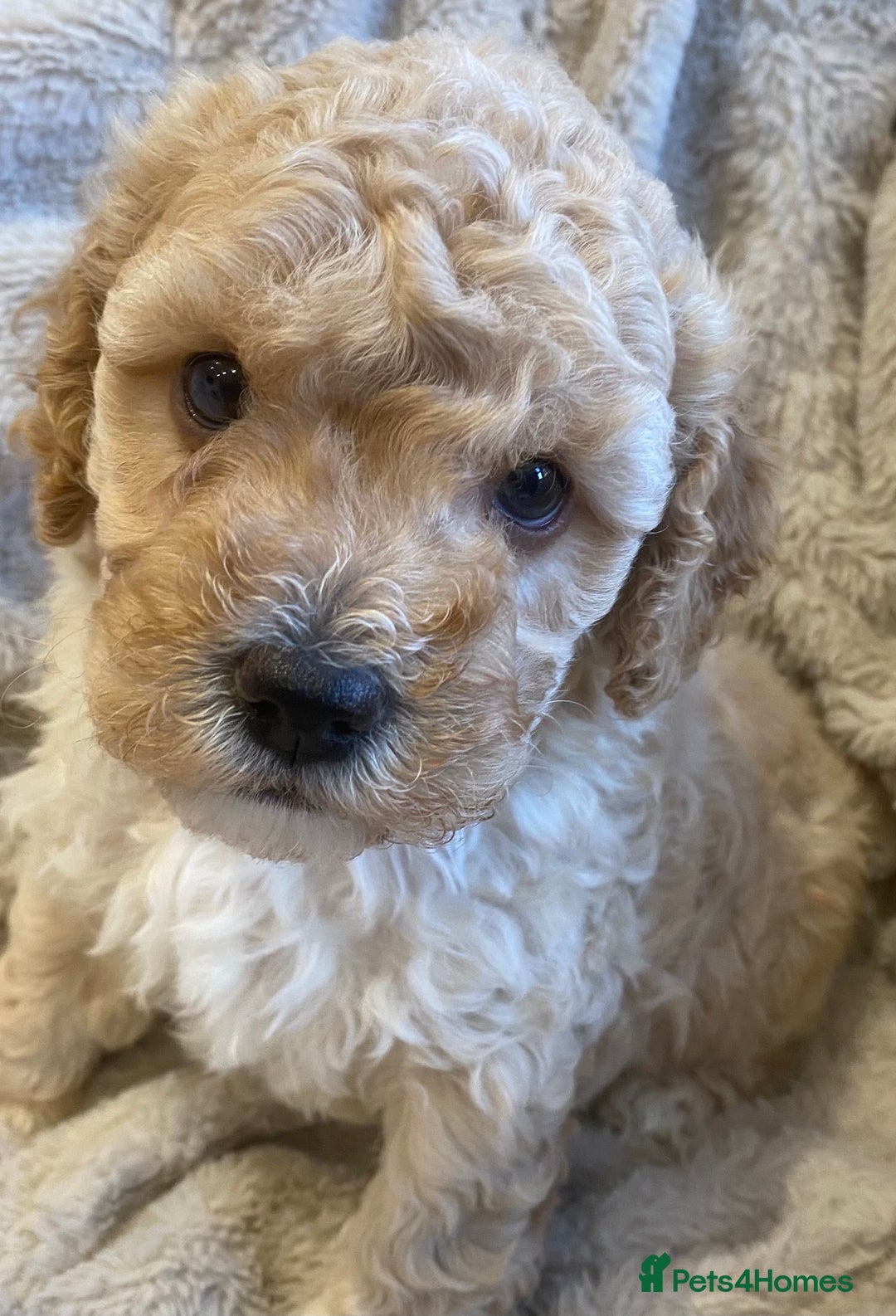 Cavapoo dogs for sale: Gorgeous Teddybear Cavapoo Puppies health checked  - Advert 38