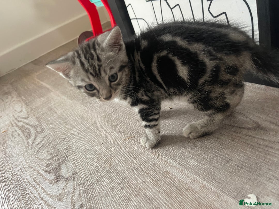 British Shorthair cats for sale: 2 beautiful British shorthair kittens for sale  - Image 7