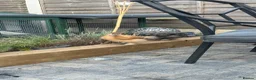 Chickens poultry for sale: Silkie chicks  - Advert 5