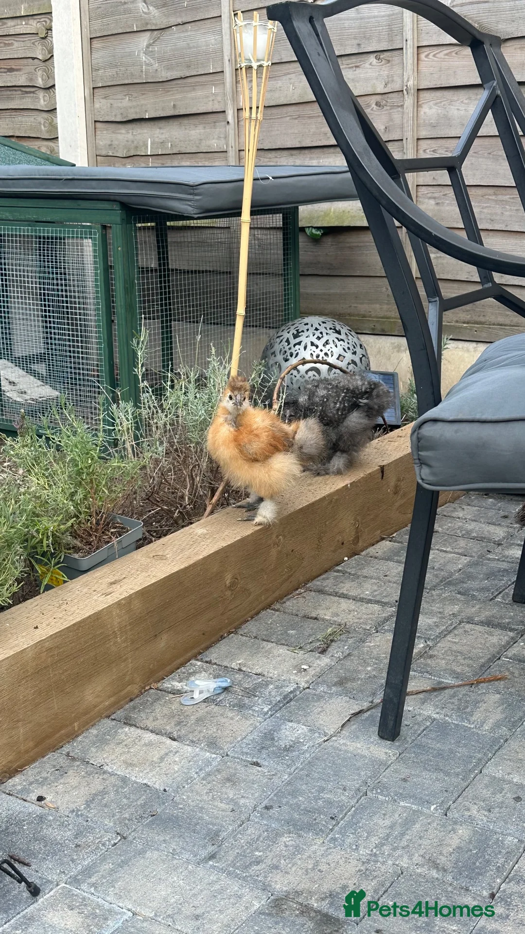 Chickens poultry for sale: Silkie chicks  - Advert 5