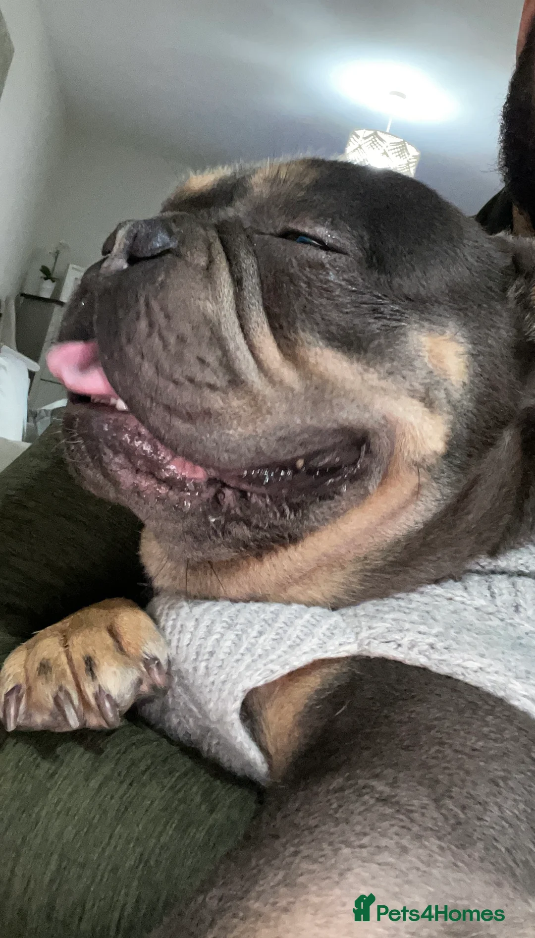 French Bulldog dogs for sale: 2 year old French bulldog - Advert 2