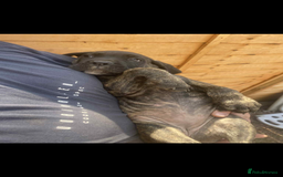 Cane Corso dogs for sale: Cane Corso puppies  - Image 4