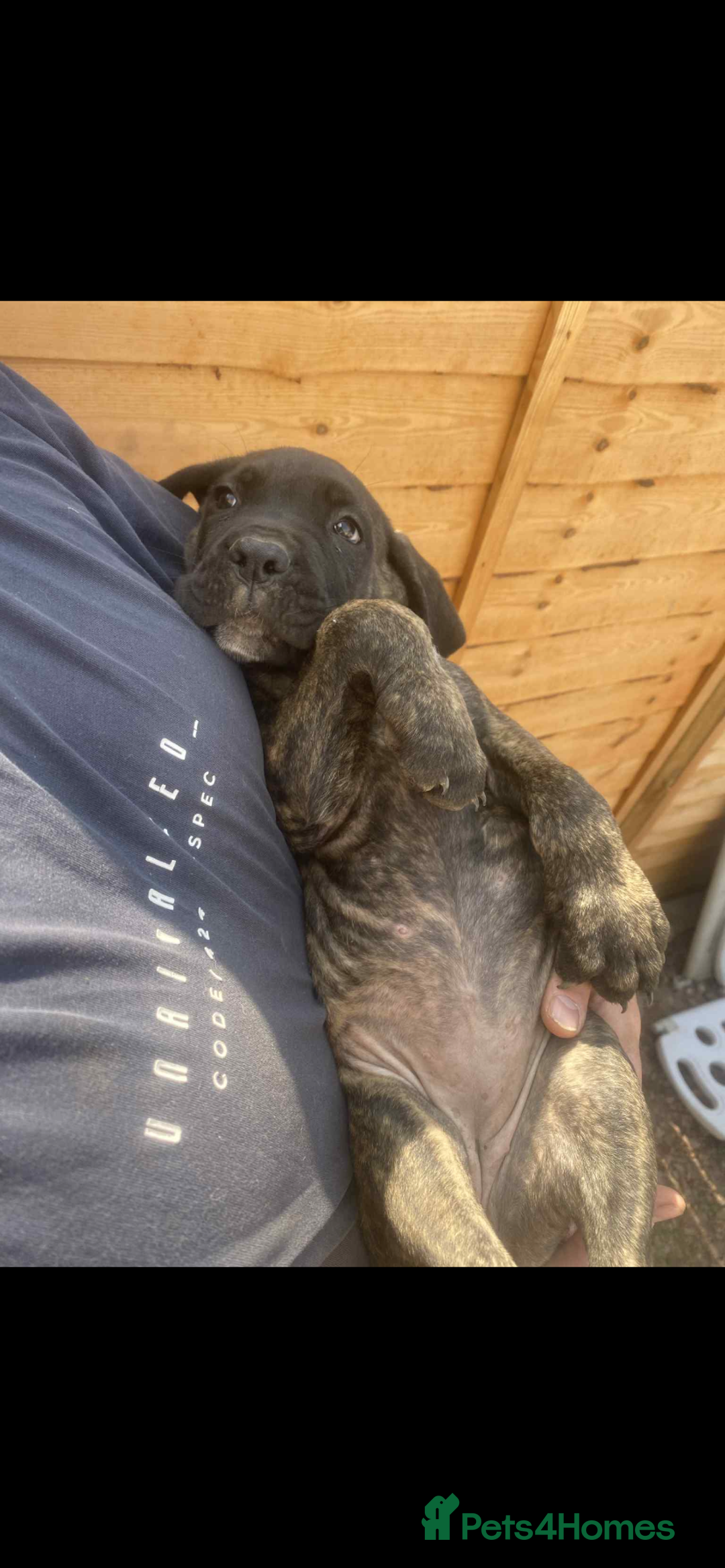 Cane Corso dogs for sale: Cane Corso puppies  - Image 4