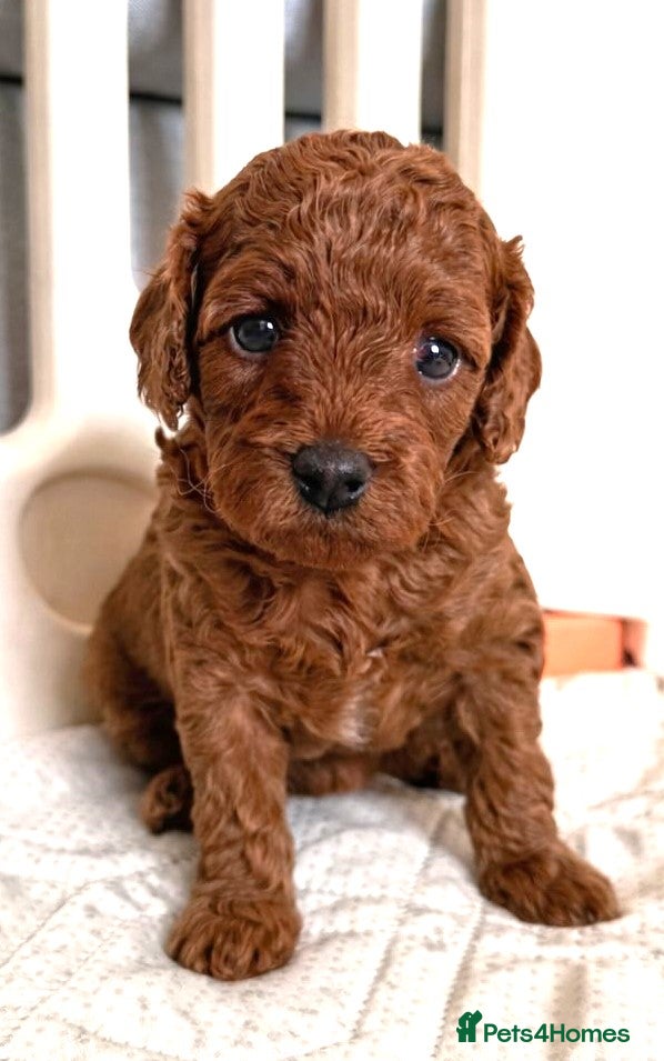 Cavapoo dogs Quality F1b  Cavapoo puppies - Advert 8