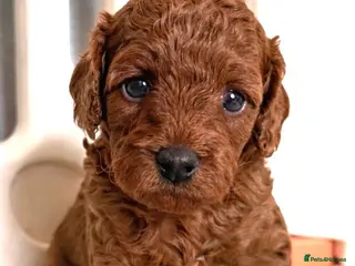 Cavapoo dogs Quality F1b Cavapoo puppies - Advert 8