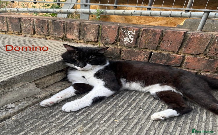Mixed Breed cats - Advert 12