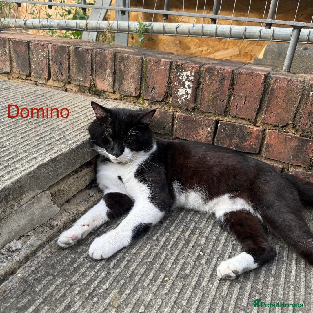 Mixed Breed cats for adoption: Abandoned young adult cat, domino needs a home - Image 1
