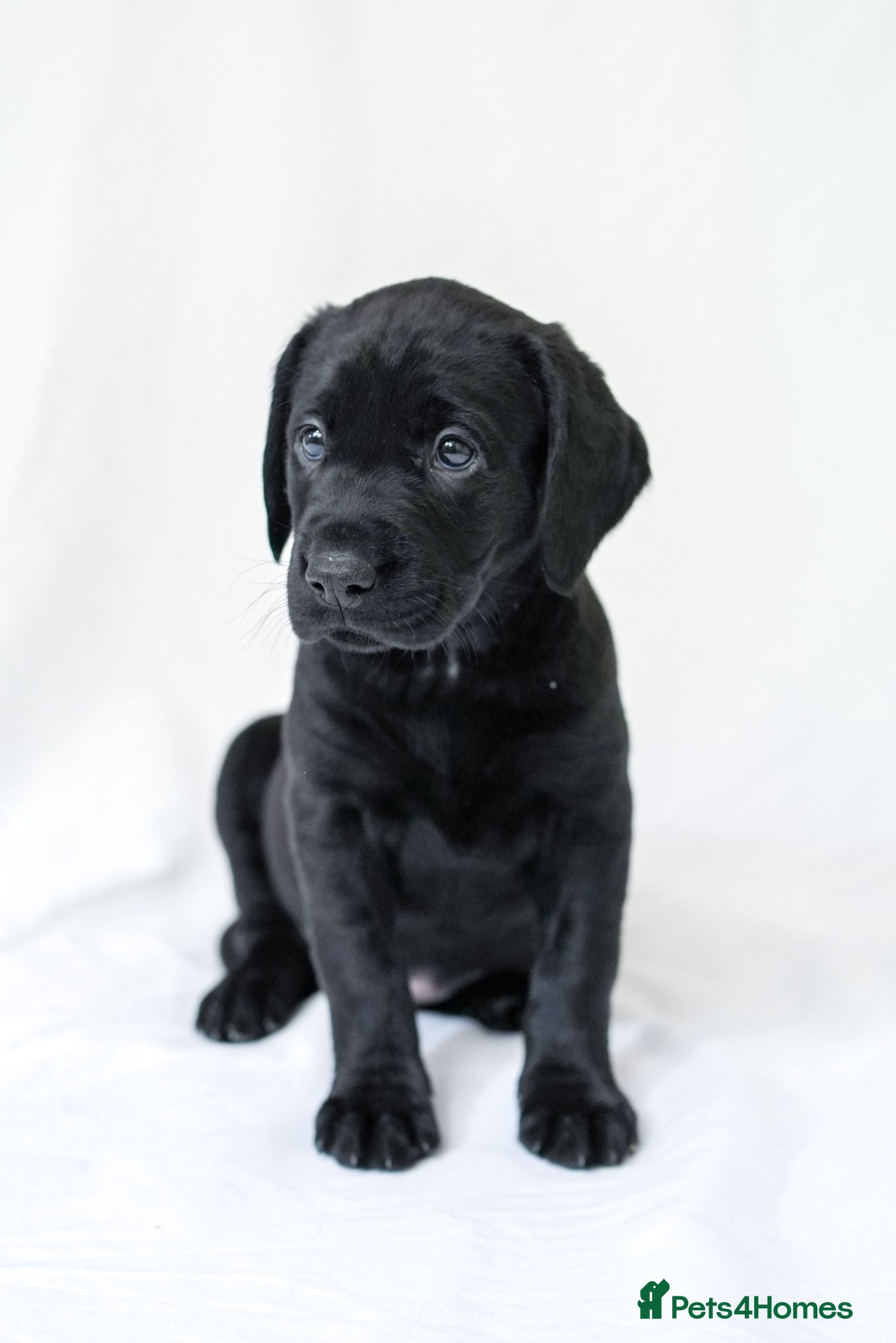 Labrador Retriever dogs KC Labrador Puppies - Licensed Breeder  - Advert 2