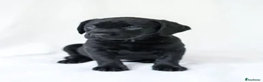 Labrador Retriever Puppy 1