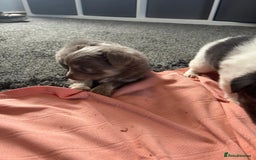 Chihuahua dogs for sale: Full pedigree Chihuahua puppies  - Image 19