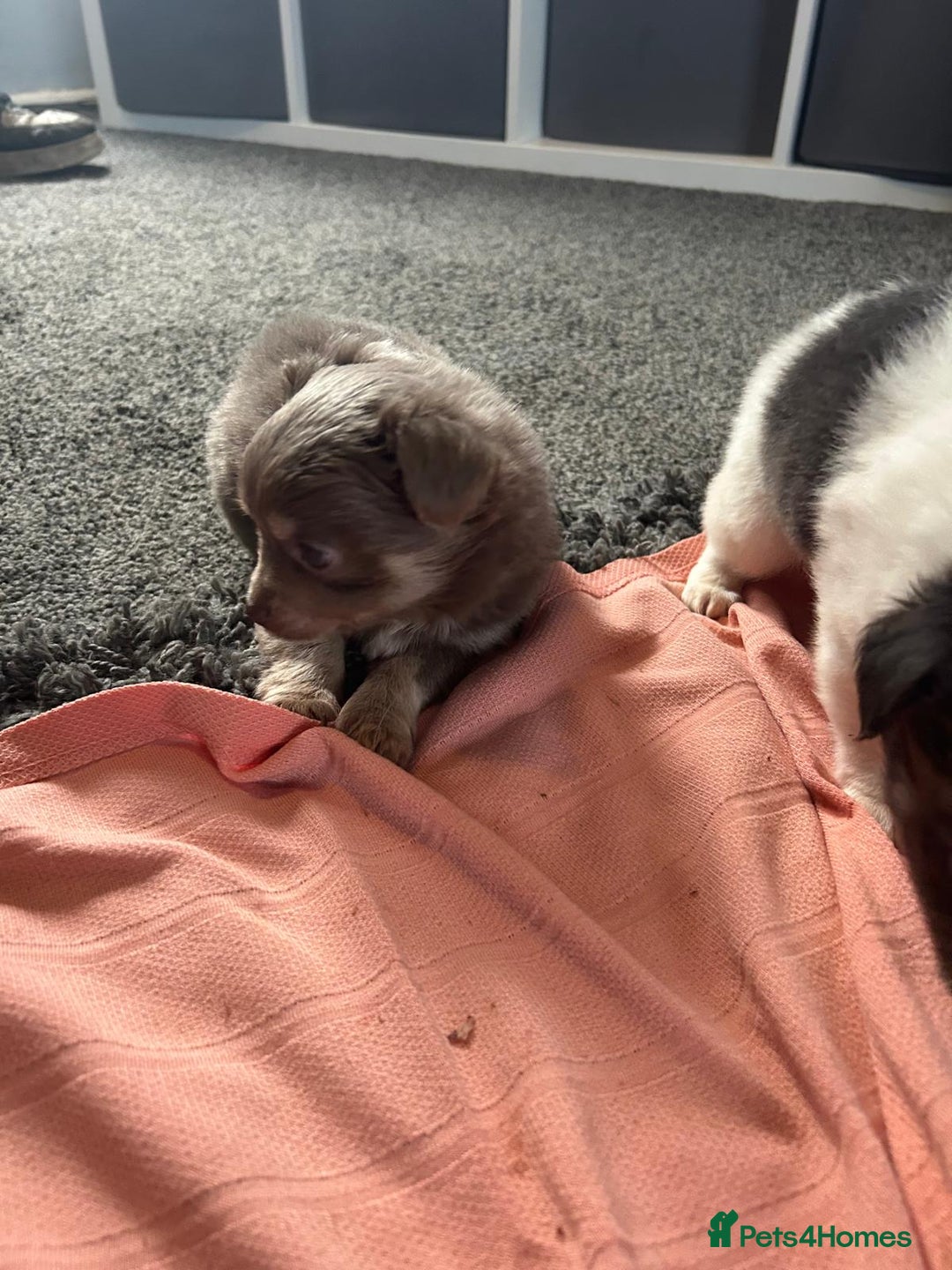Chihuahua dogs for sale: Full pedigree Chihuahua puppies  - Image 19