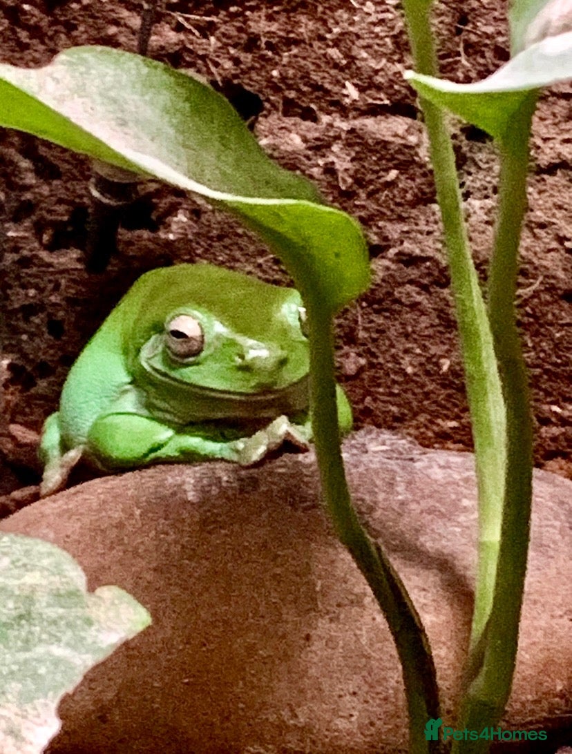 Frog reptiles Healthy female Australian Tree Frog  - Advert 3
