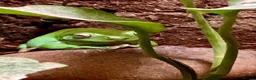 Frog reptiles for sale: Healthy female Australian Tree Frog  in Henley-on-Thames - Advert 1