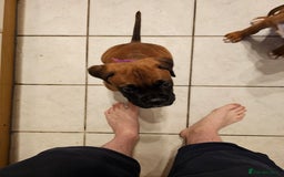 Boxer dogs for sale: BOXER PUPPIES FOR SALE  - Image 25