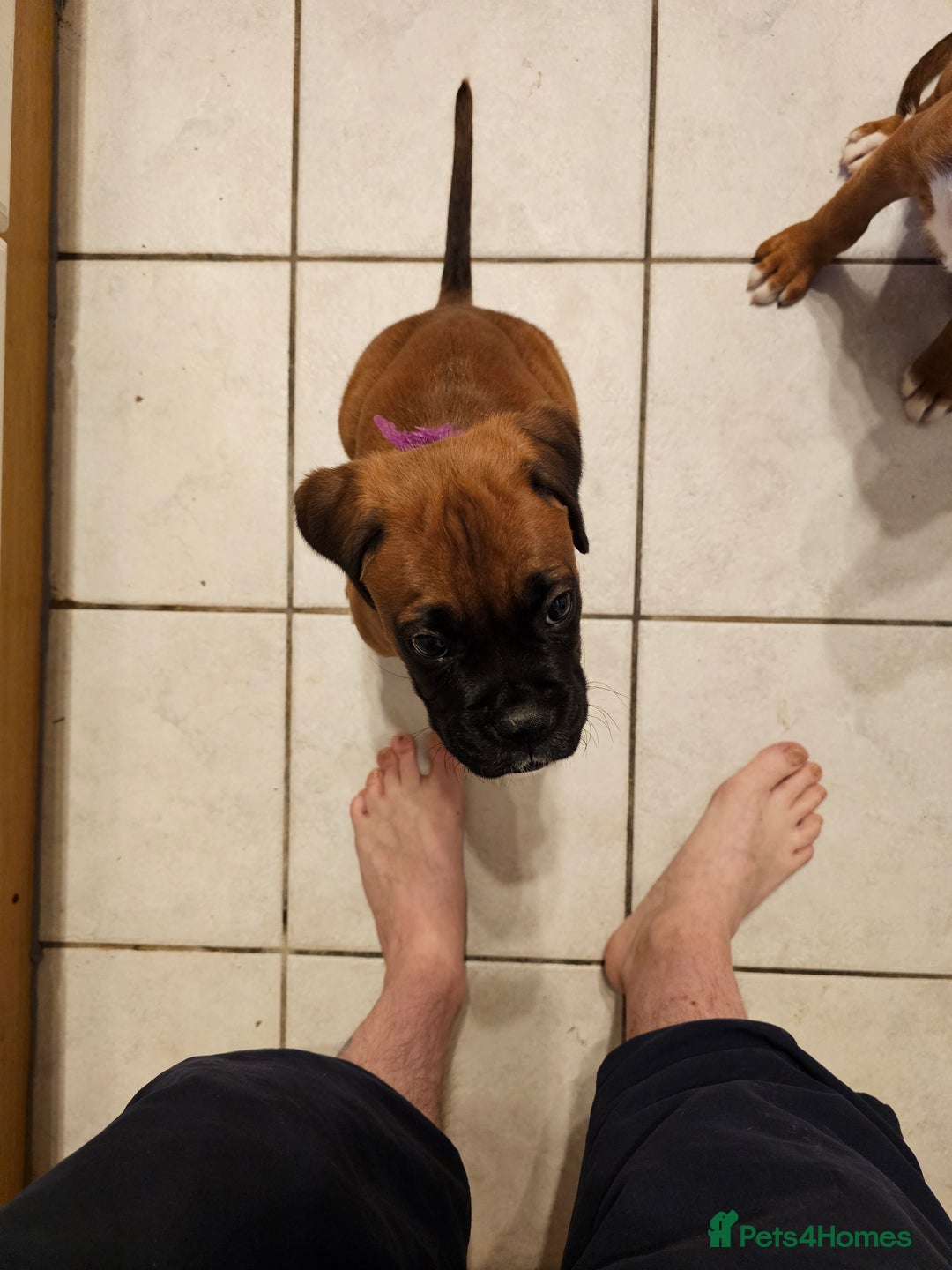 Boxer dogs for sale: BOXER PUPPIES FOR SALE  - Image 25