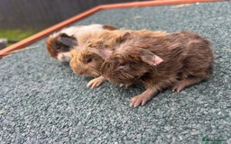 Guinea Pig rodents for sale: Beautiful Baby Guinea pigs to reserve  - Image 14