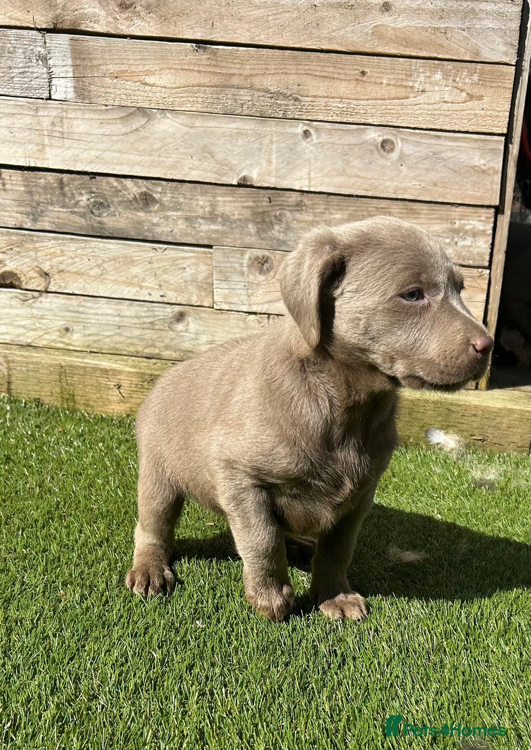 Labrador Retriever dogs for sale:  KC registered Silver and silver and tan labs  - Image 3