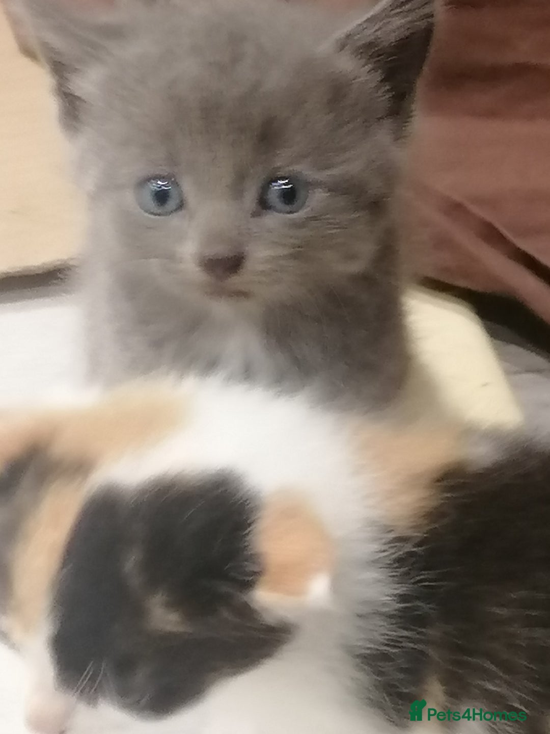 Mixed Breed cats for sale: Absolutely Gorgeous, Affectionate,playful kittens  - Image 6