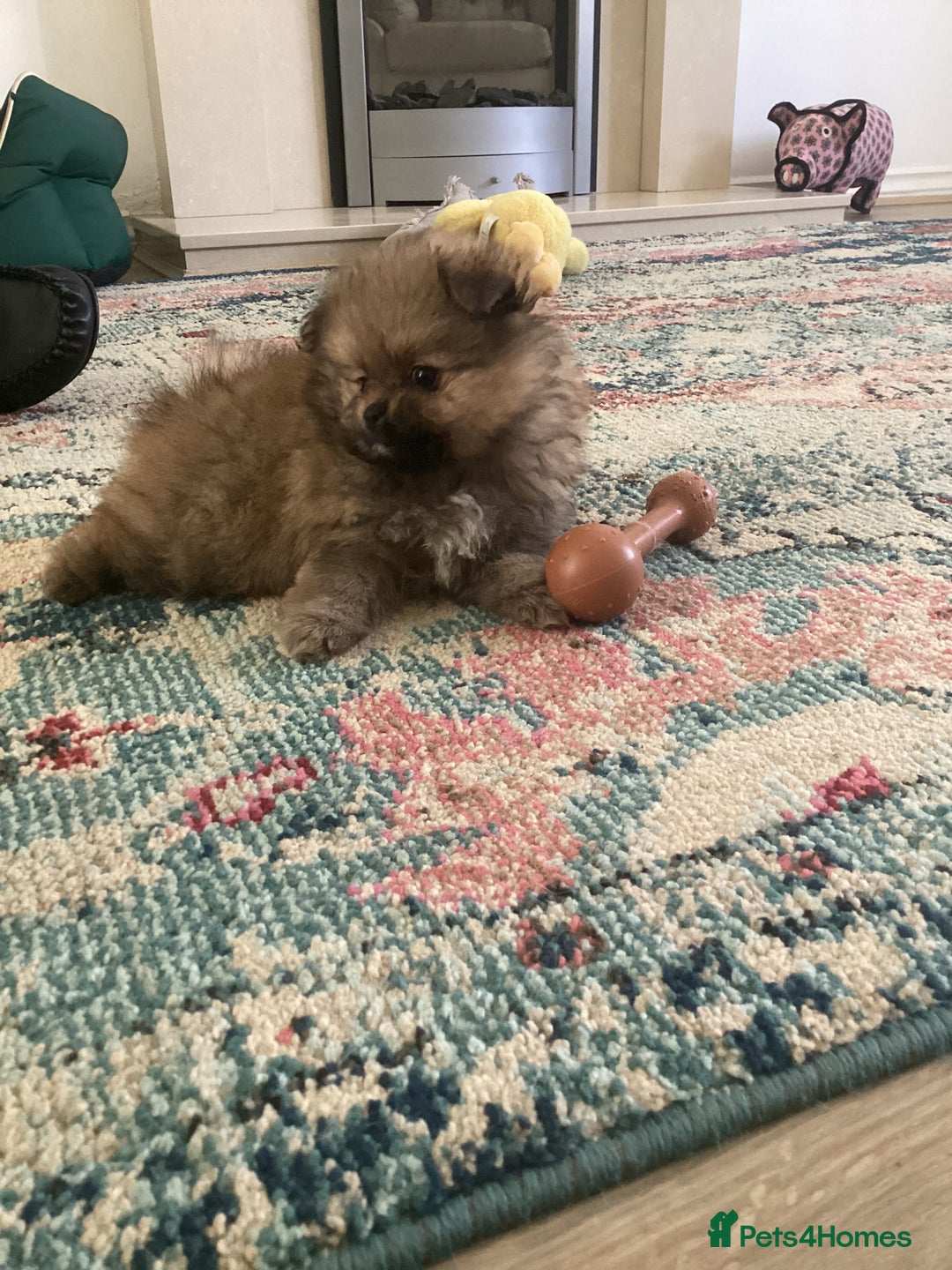 Pomeranian dogs for sale: READY NOW! kc reg STUNNING Pomeranian puppies  - Image 24