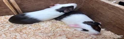 Guinea Pig rodents for sale: A pair of sisters - Dutch golden agouti - Advert 1