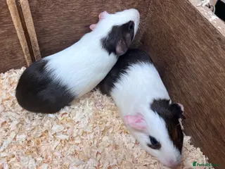 Guinea Pig rodents for sale: A pair of sisters - Dutch golden agouti - Advert 1