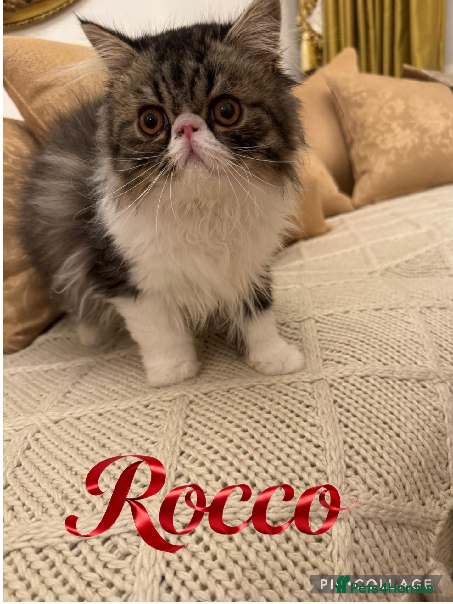 Persian cats PERSIAN KITTENS FOR SALE  - Advert 3