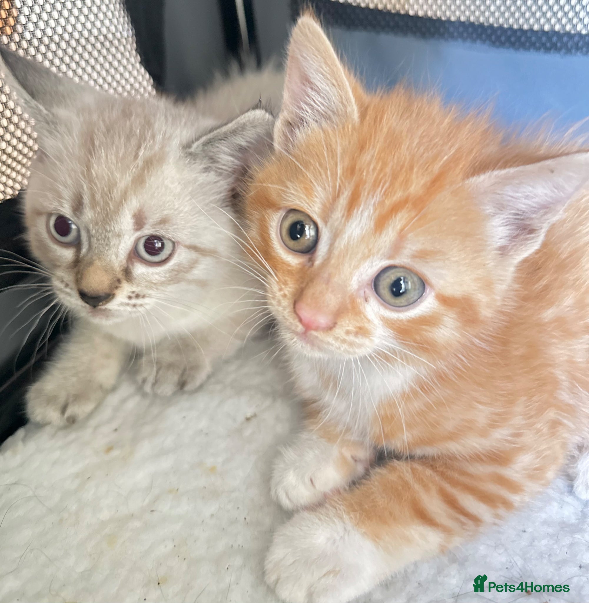 Mixed Breed cats 2 Cute kittens 🐱 ready to go ❤️ - Advert 2
