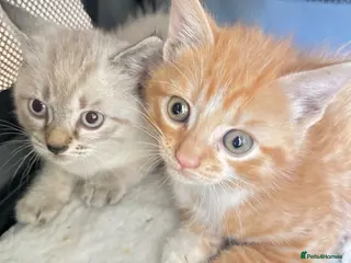 Mixed Breed cats 2 Cute kittens 🐱 ready to go ❤️ - Advert 1