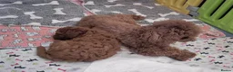 Toy Poodle dogs for sale: Asian Poodle Male for sale - Advert 9