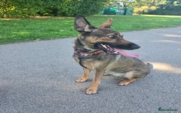 Mixed Breed dogs for sale: 2yr old Female Belgium Mali x Doberman REHOME - Image 2