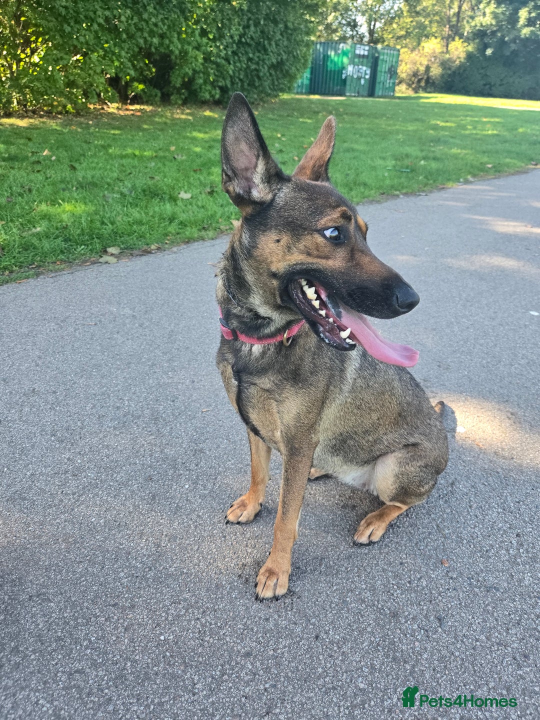 Mixed Breed dogs for sale: 2yr old Female Belgium Mali x Doberman REHOME - Image 2