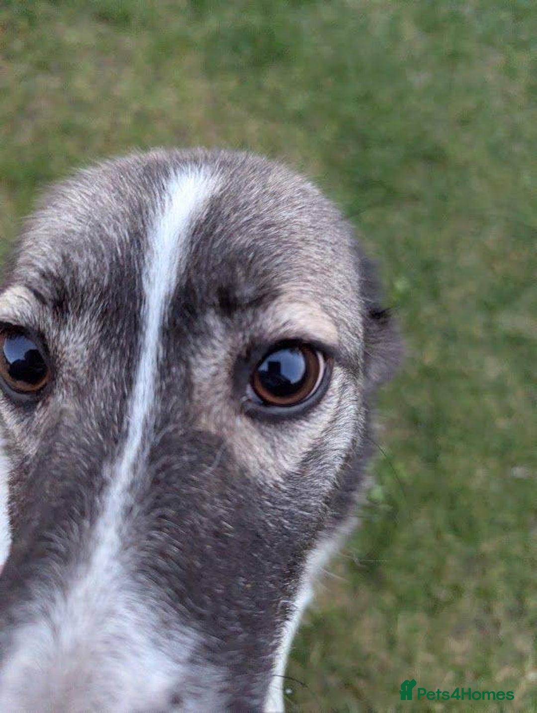 Mixed Breed dogs for adoption: Kiki for adoption - Advert 6