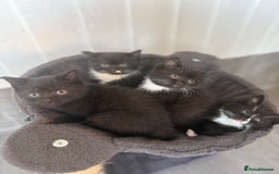 Mixed Breed cats for sale: Beautiful kittens for sale - Image 2