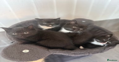 Mixed Breed cats - Advert 9