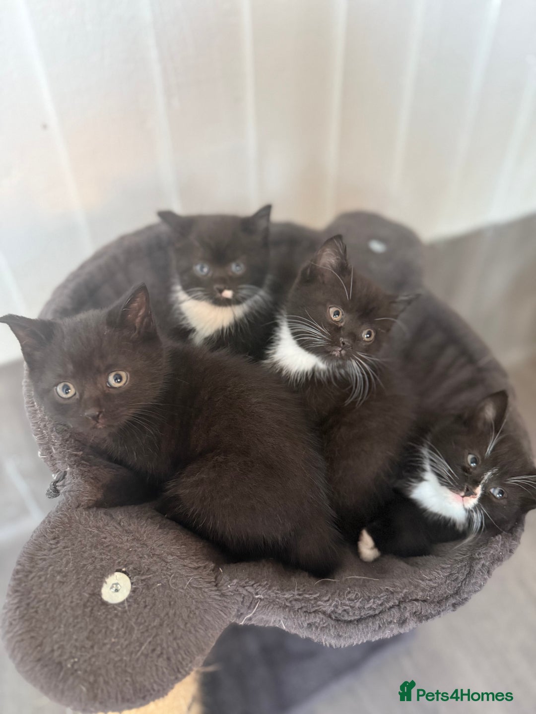 Mixed Breed cats for sale: Beautiful kittens for sale - Image 2