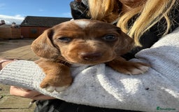 Miniature Dachshund dogs for sale: Miniature dachshund - Image 4
