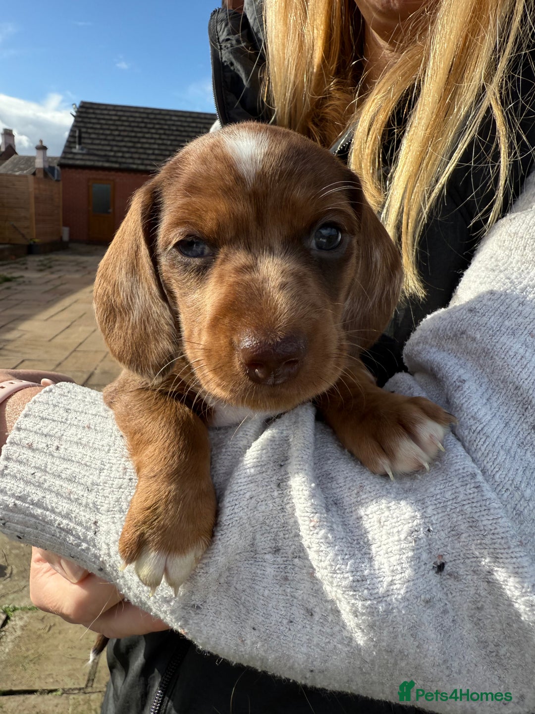 Miniature Dachshund dogs for sale: Miniature dachshund - Image 4