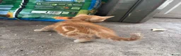 Mixed Breed cats for sale: Litter of 3 beautiful, lively and loving kittens - Advert 8