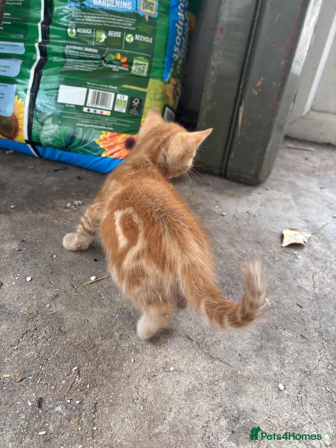 Mixed Breed cats for sale: Litter of 3 beautiful, lively and loving kittens - Advert 8