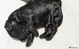 Cockapoo dogs for sale: 5 cockapoo puppys - Image 10